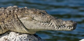 crocodil sau aligator in vis, ce inseamna